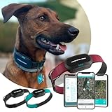 Kolyy: Collar GPS para Perros con localización en Tiempo Real y sin límite de Distancia I...